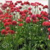 Armeria Ballerina Red